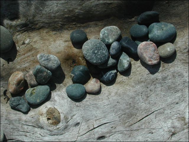on_driftwood.jpg