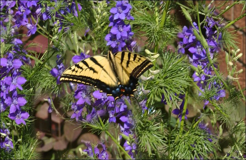 20070630_0258.butterfly.jpg