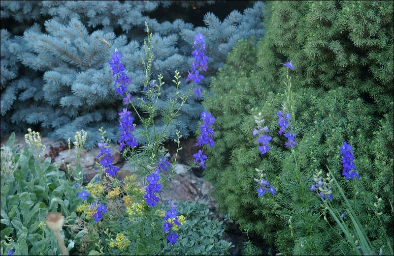 20070701_0460.blue_s_35285e.jpg