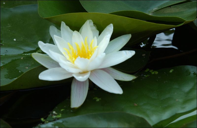 20070701_0480.white_lily.jpg