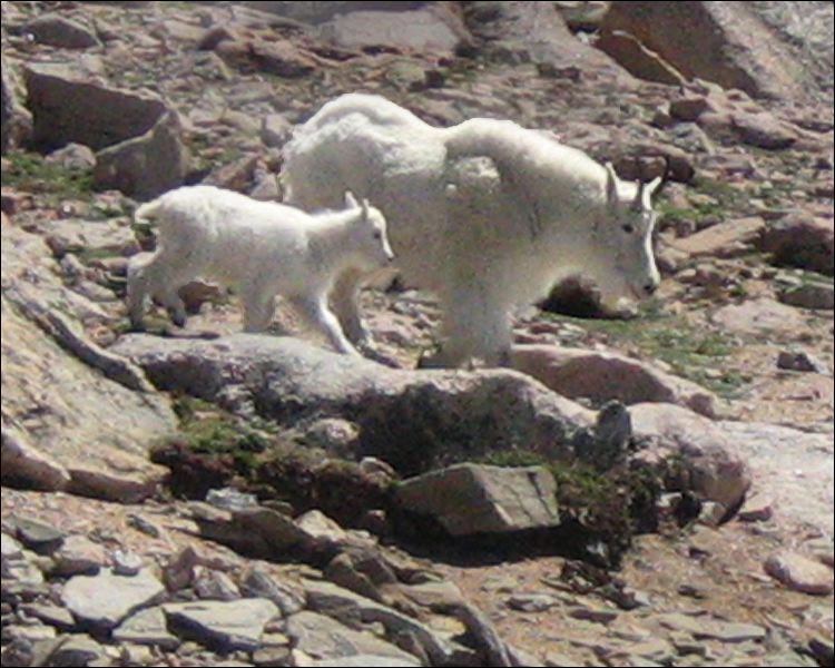 mama_and_baby.mtn_goat.jpg